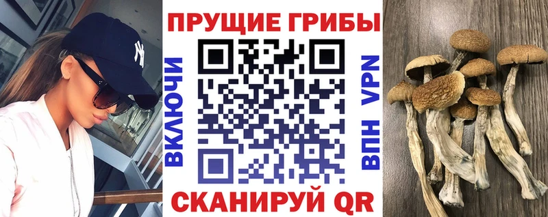 Галлюциногенные грибы Psilocybe  блэк спрут tor  Солигалич 